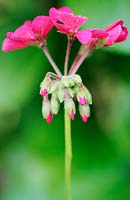 Pelargonium - Geranium flower