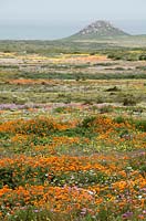 Mixed dasiy flowers in the West Coast National Park in spring, Western Cape, South Africa.