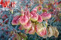 Lessertia frutescens - Cancer bush, Cape Town, South Africa. 