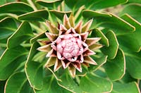 Protea cynaroides - Mini King Protea 