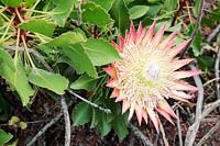 Protea cynaroides - King Protea in natural habitat, Cape Town, South Africa. 