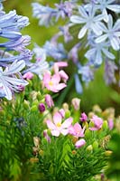Orphium frutescens Sea Rose and Agapanthus praecox African or Nile Lily 