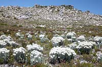 Syncarpha vestita - Cape Snow, Western Cape, South Africa. 