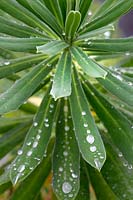 Euphorbia characias 'Portuguese Velvet' - Spurge 'Portuguese Velvet'