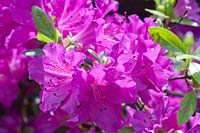 Rhododendron Beethoven