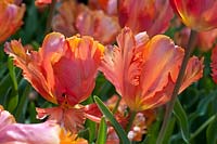 Tulipa 'Orange Favourite'