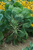 Brassica oleracea gemmifera