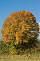Acer platanoides - Norway Maple