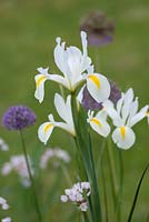 Iris x hollandica 'White Excelsior' - Dutch Iris 'White Excelsior'