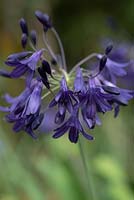 Agapanthus 'Alans Street' - African Lily 'Alans Street'