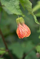 Abutilon 'Red Tiger' - Flowering Maple