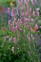 Sanguisorba 'Rock and Roll' - Greater Burnet 