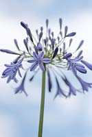 Agapanthus inapertus 'Lydenberg' - African Lily 'Lydenberg'