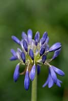 Agapanthus 'Bressingham Blue' - African Lily 'Bressingham Blue'