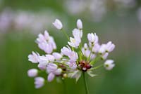 Allium roseum - rosy-flowered garlic 