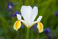 Iris x hollandica 'Appolo' - Dutch Iris  'Appolo'