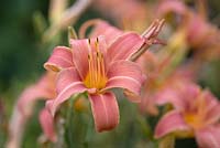 Hemerocallis 'Pink Damask' - Daylily