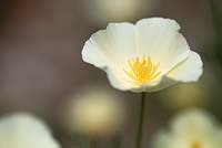 Eschscholzia californica 'Cream' - California Poppy 