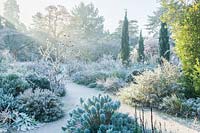 View of dry garden with mediterranean plants on a frosty morning. Cupressus sempervirens Stricta Group.
