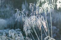 Stipa gigantea - Golden oats on a frosty morning in late November.
