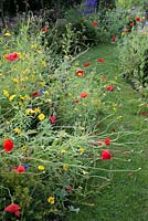 Grassy path through beds of wild flowers with Papaver rhoeas - Field poppy, Agrostemma githago - Corn cockle and Glebionis segetum - Corn marigold. 