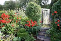 Picket gate in cottage garden with Crocosmia 'Lucifer' Euphorbia and Buxus sempervirens topiary and Cynara cardunculus - Artichoke