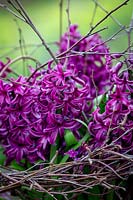 Hyacinthus 'Purple Sensation' supported with silver birch twigs.