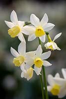Narcissus 'Sailboat' AGM - Daffodil