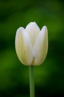 Tulipa 'Green Spirit'