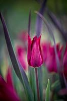 Tulipa 'Purple Heart' interplanted amongst Leek 'Northern Lights'