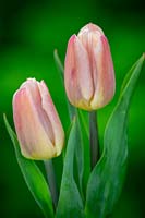 Tulipa 'Copex Apricot'