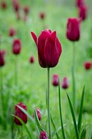 Tulipa 'Merlot' and 'National Velvet' growing in grass