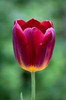Tulipa 'Amber Glow'