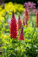 Lupinus 'Beefeater' and Lupinus 'Terracotta' with Euphorbia ceratocarpa AGM