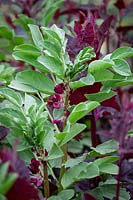 Vicia faba  - Crimson broad bean - with Atriplex hortensis var. rubra - Red mountain spinach