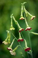Nicotiana 'Tinkerbell' - Tobacco plant