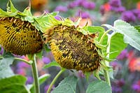 Helianthus annuus 'Sun-fill Green' - Sunflower grown for birdseed