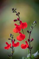 Salvia x jamensis 'Royal Bumble' AGM