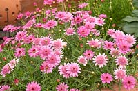 Argyranthemum frutescens 'Crested Pink'
