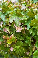 Hedera helix 'Parsely Crested' - Ivy 