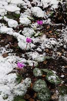 Cyclamen coum flowering in snow