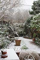 Snow in town garden with small lawn and gravel borders, large perennial and shrub borders, Magnolia in a pot