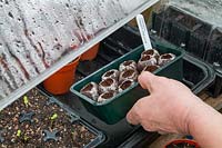 Placing Jiffy-7 coir pellets into a heated propagating case after sowing seed