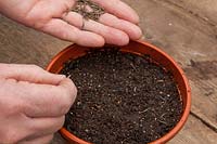 Sowing seed on the surface of compost in a pot