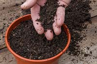 Covering seeds, sown in a pot, with compost 
