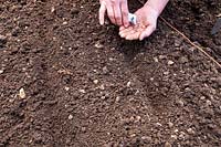 Sowing seeds directly into garden soil, sowing into drills