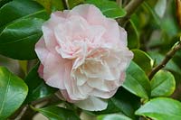 Camellia japonica 'Debutante' - Camellia 'Debutante'