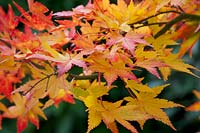 Acer palmatum - Japanese maple 