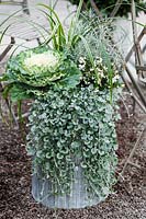 White and silver themed planter with Ornamental Kale, Dichondra argentea 'Silver Falls', Pernettya, Calocephalus brownii 'Silver Cushion' and Carex morrowi. 