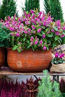 Autumnal container featuring Hebe, Cyclamen persicum and Calluna vulgaris. 